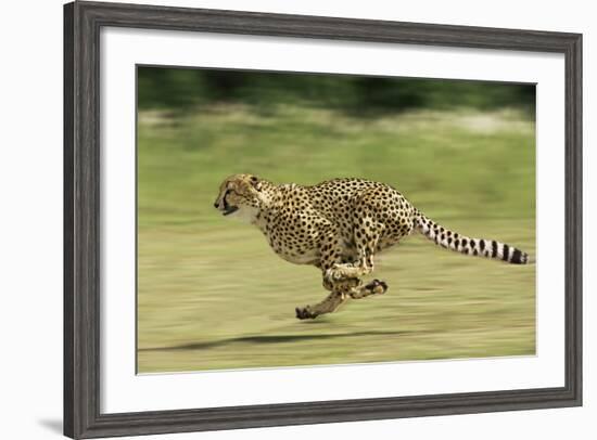 Cheetah Running-null-Framed Photographic Print