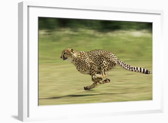 Cheetah Running-null-Framed Photographic Print