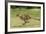 Cheetah Running-null-Framed Photographic Print