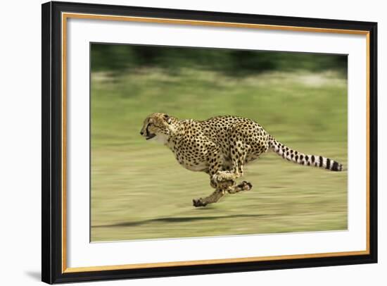 Cheetah Running-null-Framed Photographic Print