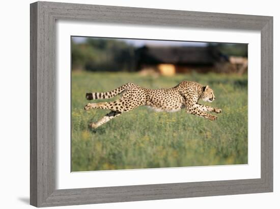 Cheetah Running-null-Framed Photographic Print