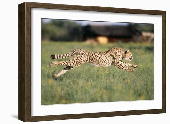 Cheetah Running-null-Framed Photographic Print