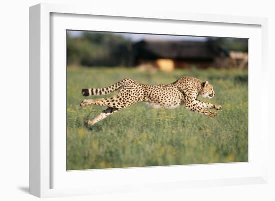 Cheetah Running-null-Framed Photographic Print