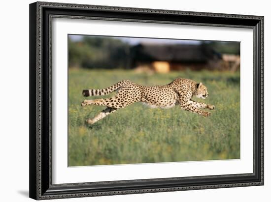 Cheetah Running-null-Framed Photographic Print