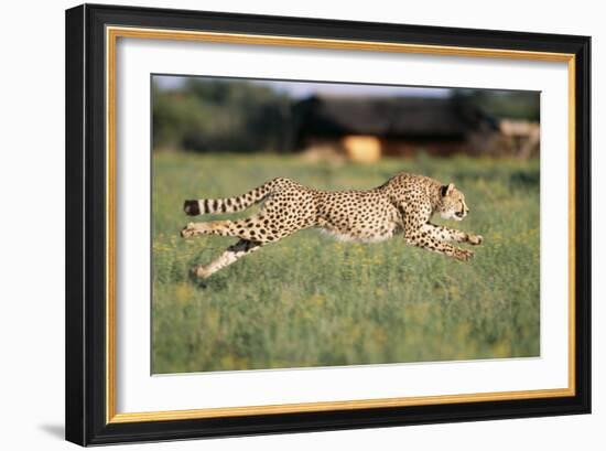 Cheetah Running-null-Framed Photographic Print