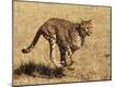 Photographic Print