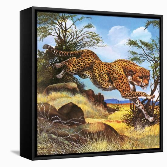 Cheetah Running-G. W Backhouse-Framed Premier Image Canvas