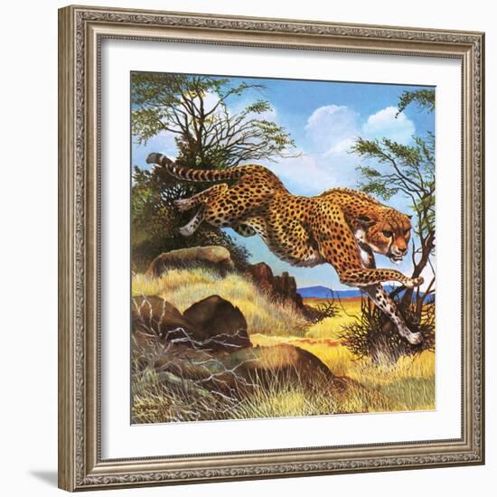 Cheetah Running-G. W Backhouse-Framed Giclee Print