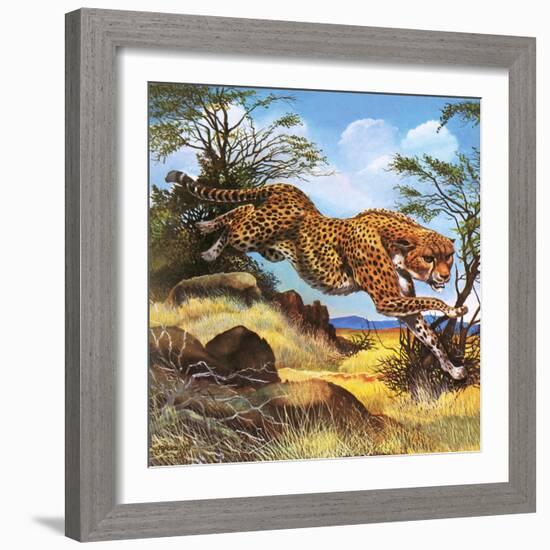 Cheetah Running-G. W Backhouse-Framed Giclee Print