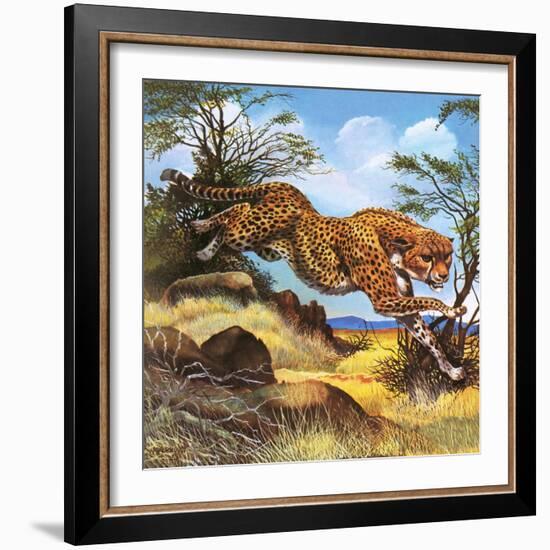 Cheetah Running-G. W Backhouse-Framed Giclee Print