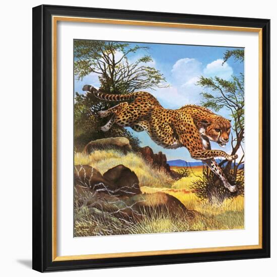 Cheetah Running-G. W Backhouse-Framed Giclee Print