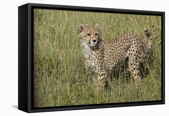 Cheetah, Serengeti National Park, Tanzania, Africa-Adam Jones-Framed Premier Image Canvas