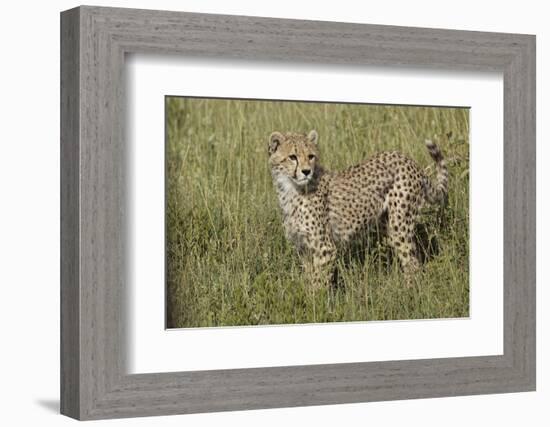 Cheetah, Serengeti National Park, Tanzania, Africa-Adam Jones-Framed Photographic Print