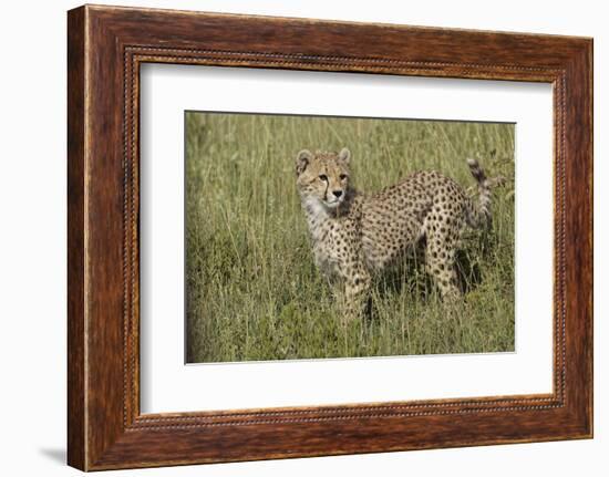 Cheetah, Serengeti National Park, Tanzania, Africa-Adam Jones-Framed Photographic Print