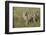 Cheetah, Serengeti National Park, Tanzania, Africa-Adam Jones-Framed Photographic Print