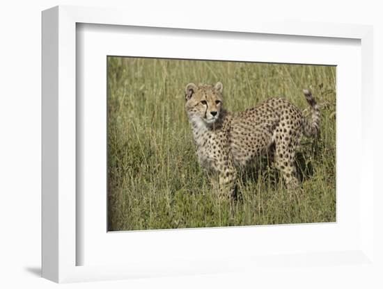 Cheetah, Serengeti National Park, Tanzania, Africa-Adam Jones-Framed Photographic Print