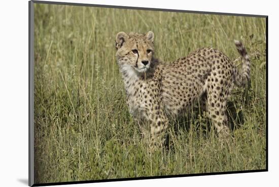 Cheetah, Serengeti National Park, Tanzania, Africa-Adam Jones-Mounted Photographic Print