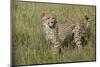 Cheetah, Serengeti National Park, Tanzania, Africa-Adam Jones-Mounted Photographic Print