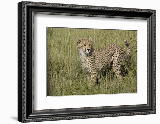 Cheetah, Serengeti National Park, Tanzania, Africa-Adam Jones-Framed Photographic Print
