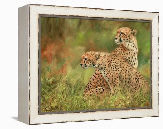 Cheetah Siblings-David Stribbling-Framed Stretched Canvas
