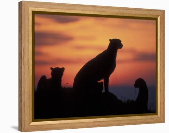 Cheetah Silhouetted By Sunset, Masai Mara Game Reserve, Kenya-Paul Souders-Framed Premier Image Canvas