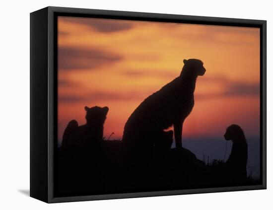 Cheetah Silhouetted By Sunset, Masai Mara Game Reserve, Kenya-Paul Souders-Framed Premier Image Canvas