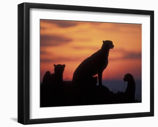 Cheetah Silhouetted By Sunset, Masai Mara Game Reserve, Kenya-Paul Souders-Framed Photographic Print