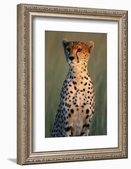 Cheetah Sitting in Grass-Paul Souders-Framed Photographic Print