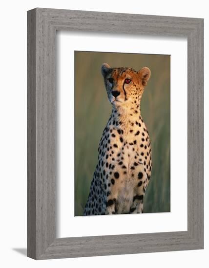 Cheetah Sitting in Grass-Paul Souders-Framed Photographic Print