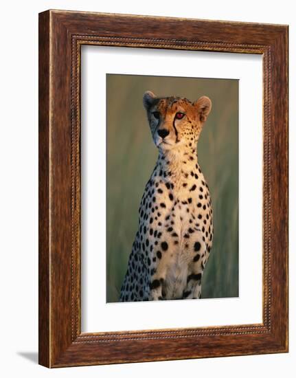 Cheetah Sitting in Grass-Paul Souders-Framed Photographic Print