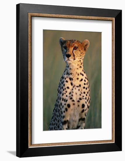 Cheetah Sitting in Grass-Paul Souders-Framed Photographic Print