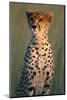 Cheetah Sitting in Grass-Paul Souders-Mounted Photographic Print