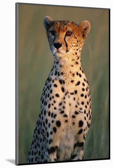 Cheetah Sitting in Grass-Paul Souders-Mounted Photographic Print