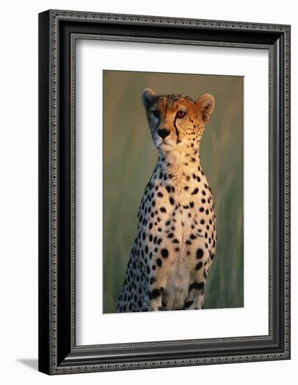 Cheetah Sitting in Grass-Paul Souders-Framed Photographic Print