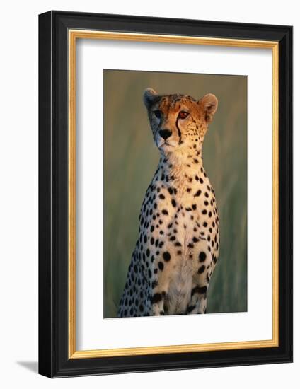 Cheetah Sitting in Grass-Paul Souders-Framed Photographic Print