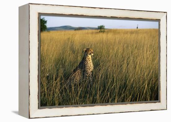 Cheetah Sitting in Tall Grass-null-Framed Premier Image Canvas