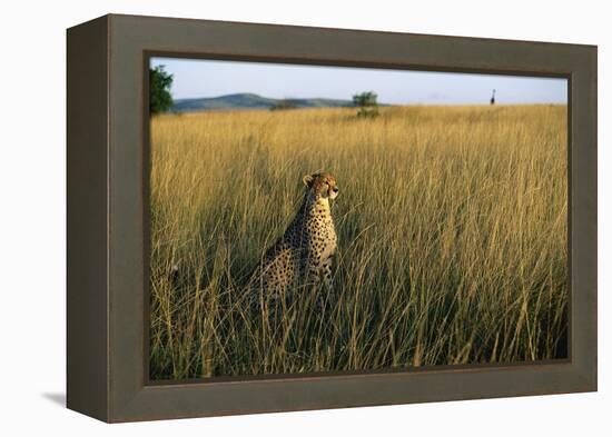 Cheetah Sitting in Tall Grass-null-Framed Premier Image Canvas