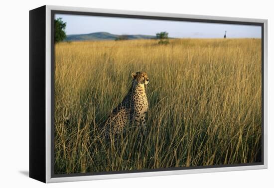 Cheetah Sitting in Tall Grass-null-Framed Premier Image Canvas