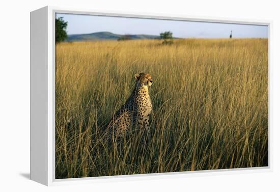 Cheetah Sitting in Tall Grass-null-Framed Premier Image Canvas