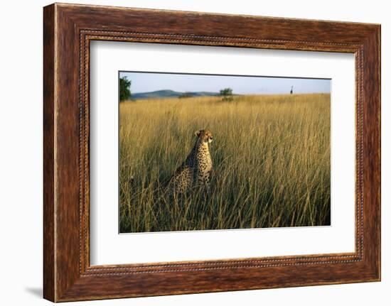 Cheetah Sitting in Tall Grass-null-Framed Photographic Print