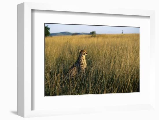 Cheetah Sitting in Tall Grass-null-Framed Photographic Print