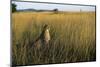 Cheetah Sitting in Tall Grass-null-Mounted Photographic Print
