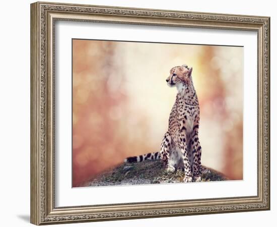 Cheetah Sitting on a Hill and Looking Around-Svetlana Foote-Framed Photographic Print