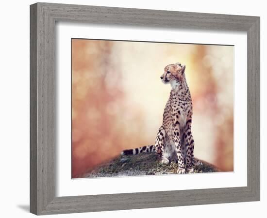 Cheetah Sitting on a Hill and Looking Around-Svetlana Foote-Framed Photographic Print