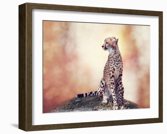 Cheetah Sitting on a Hill and Looking Around-Svetlana Foote-Framed Photographic Print