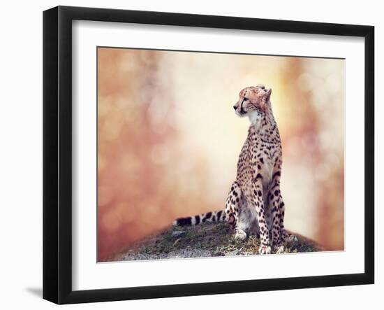 Cheetah Sitting on a Hill and Looking Around-Svetlana Foote-Framed Photographic Print