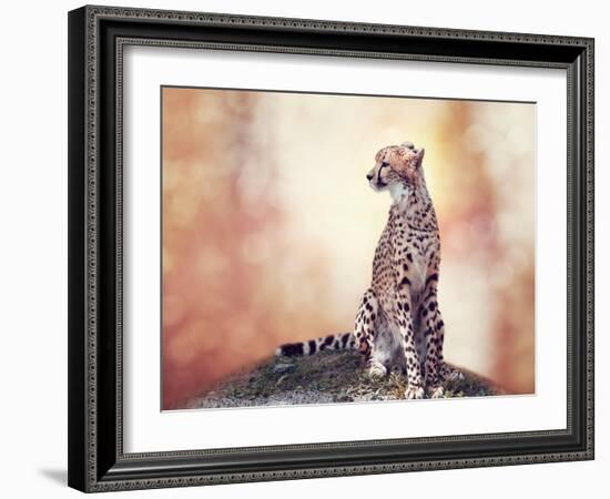 Cheetah Sitting on a Hill and Looking Around-Svetlana Foote-Framed Photographic Print