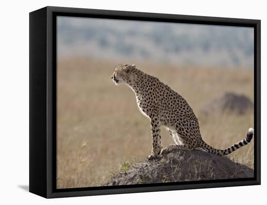 Cheetah Sitting on an Old Termite Mound, Masai Mara National Reserve-James Hager-Framed Premier Image Canvas