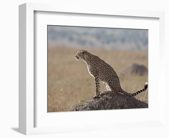 Cheetah Sitting on an Old Termite Mound, Masai Mara National Reserve-James Hager-Framed Photographic Print