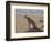 Cheetah Sitting on an Old Termite Mound, Masai Mara National Reserve-James Hager-Framed Photographic Print